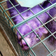Illustration for article titled Why Is This Squirrel Purple?